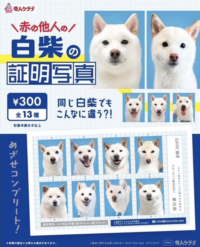 白柴の証明写真