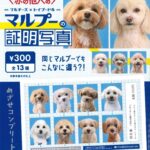 マルプーの証明写真