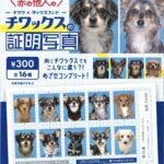 チワックスの証明写真