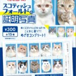 スコティッシュフォールドの証明写真