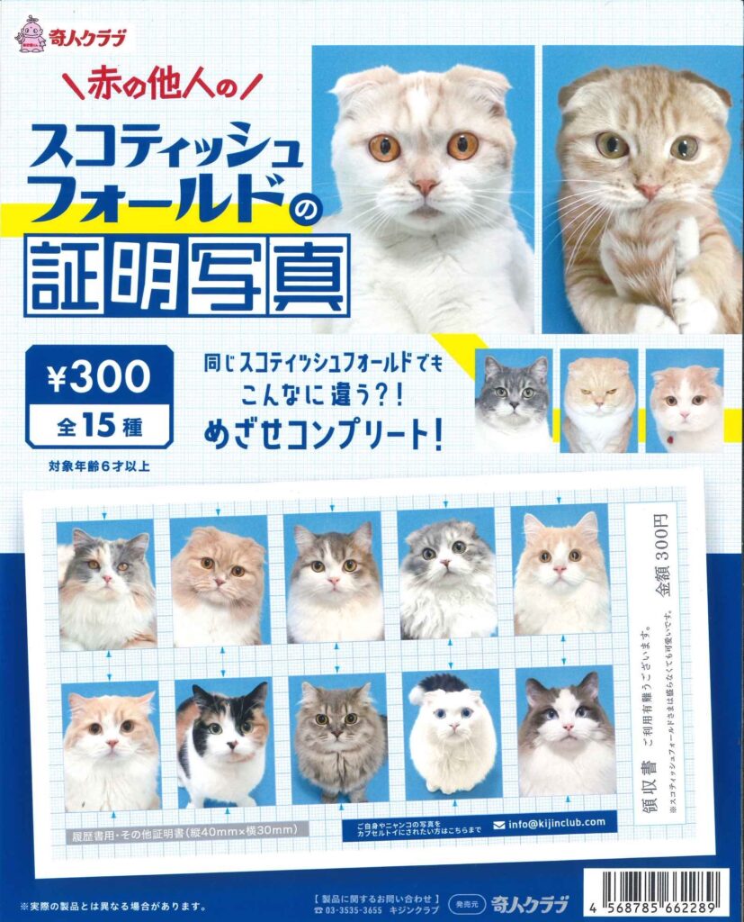 スコティッシュフォールドの証明写真