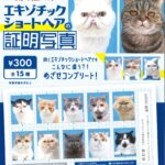 エキゾチックショートヘアの証明写真