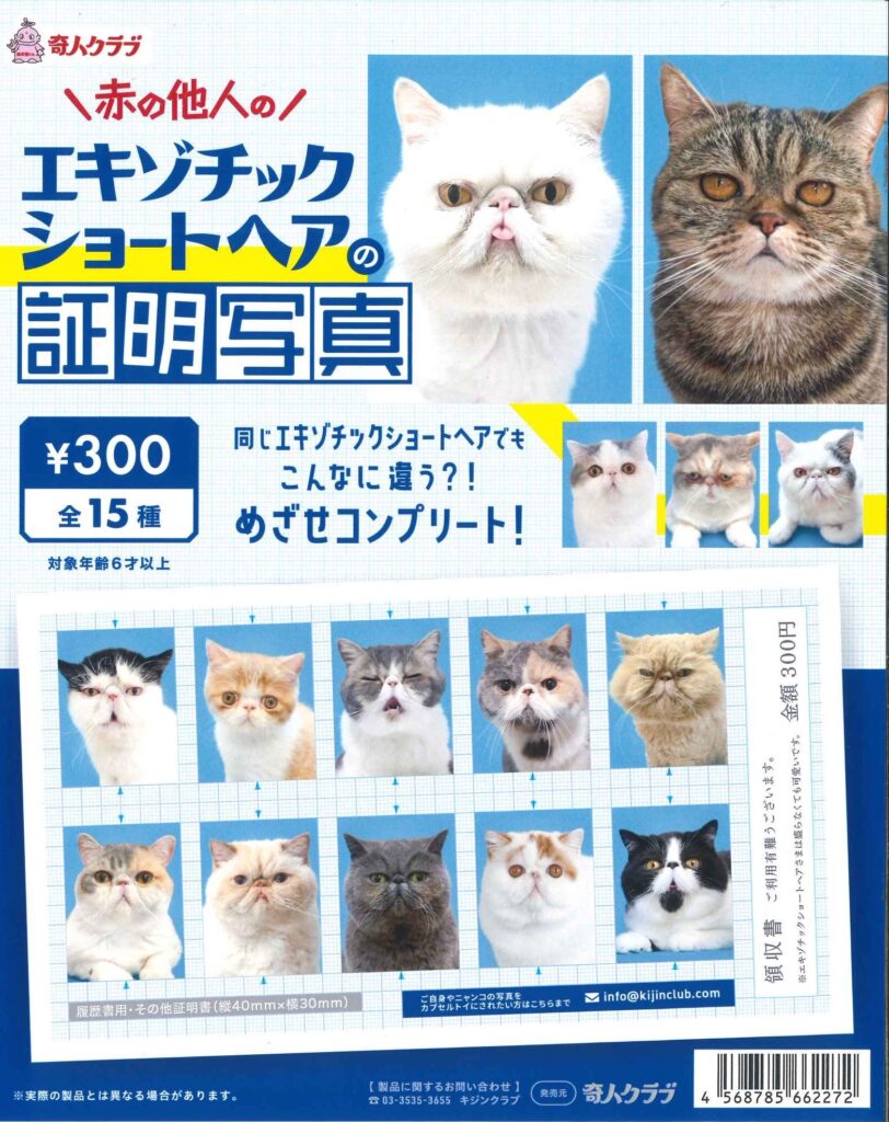 エキゾチックショートヘアの証明写真