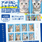 アメリカン・ショートヘアの証明写真