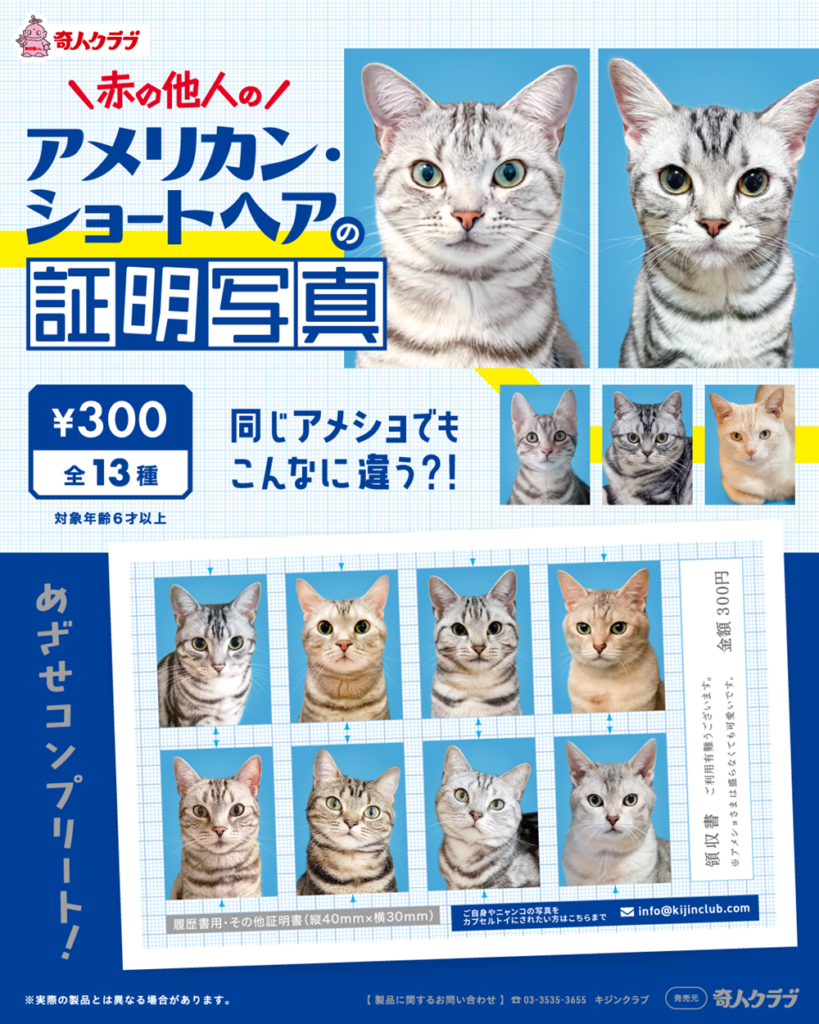 アメリカン・ショートヘアの証明写真