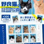 野良猫の証明写真