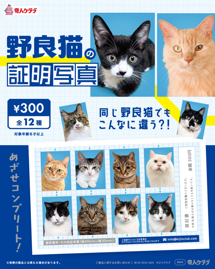 野良猫の証明写真