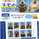 赤の他人のマーモットの証明写真