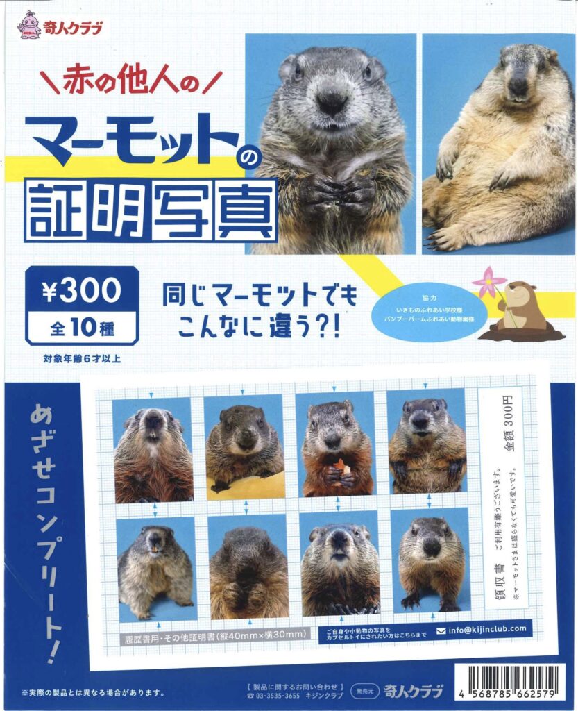 赤の他人のマーモットの証明写真