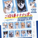 ご機嫌ナナメな犬の証明写真