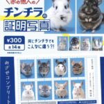 赤の他人のチンチラの証明写真
