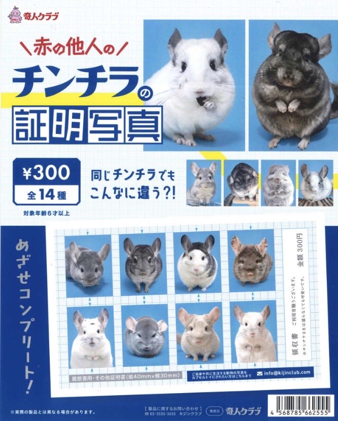 赤の他人のチンチラの証明写真