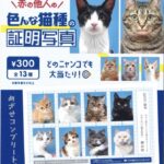 赤の他人の色んな猫種の証明写真