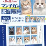 赤の他人のマンチカンの証明写真