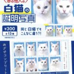 赤の他人の白猫の証明写真