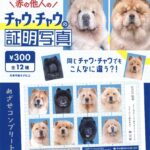 赤の他人のチャウ・チャウの証明写真