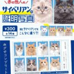 赤の他人のサイベリアンの証明写真