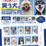 赤の他人の笑う犬の証明写真