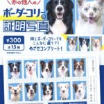 赤の他人のボーダーコリーの証明写真