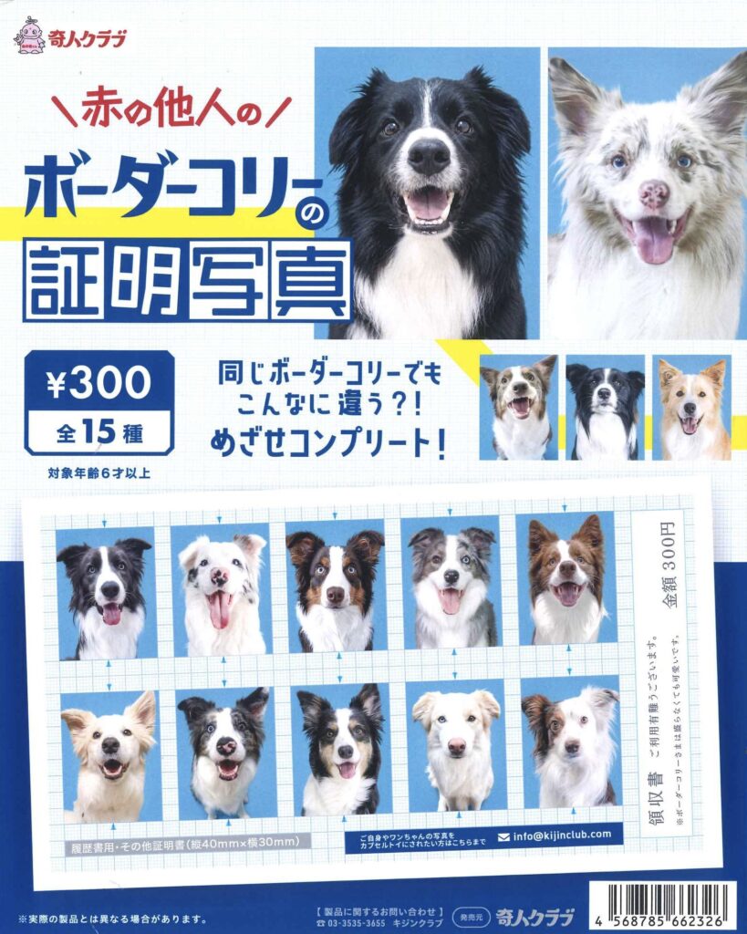 赤の他人のボーダーコリーの証明写真