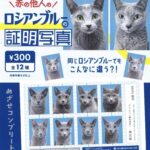 赤の他人のロシアンブルーの証明写真