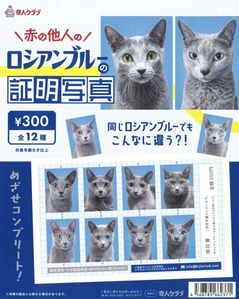赤の他人のロシアンブルーの証明写真